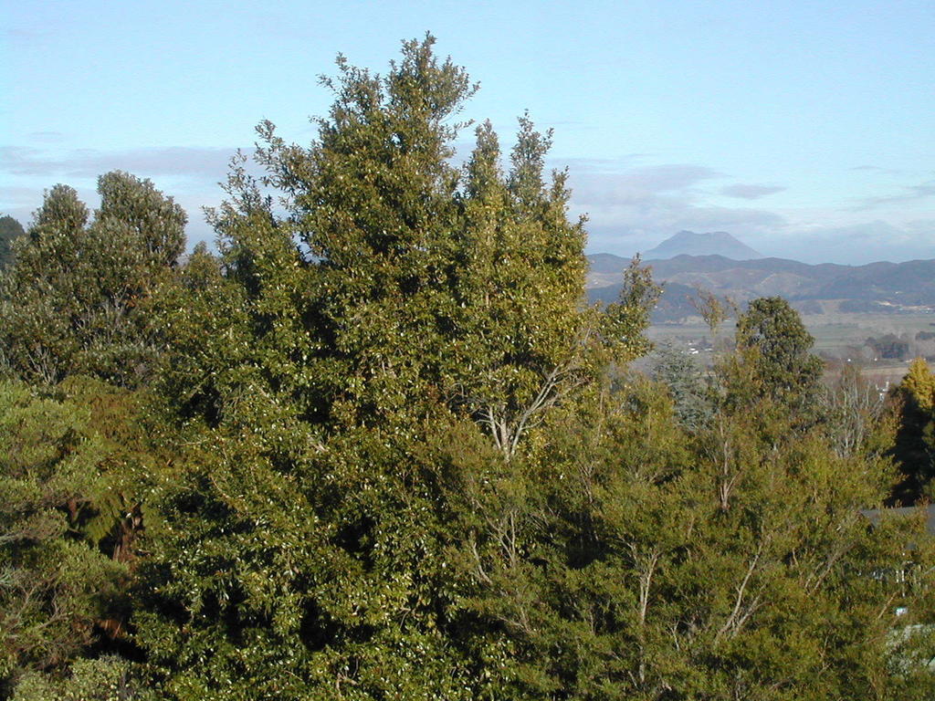 Crestwood Bed And Breakfast Whakatāne Exterior foto